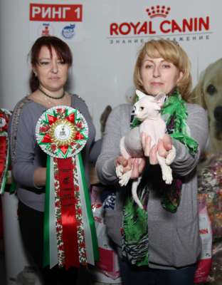 �������� ����� '������� ���-�����' 30 ������-1 ������� 2013� 138_best1_kitten_IMG_3389 copy.jpg